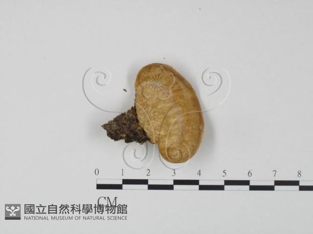 登錄號:F0009637藏品圖，第3張