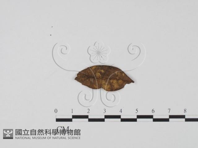 登錄號:F0019637藏品圖，第3張