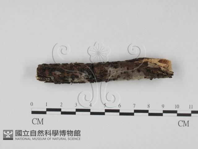 登錄號:F0023637藏品圖，第3張
