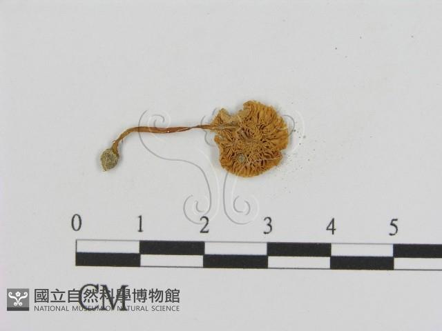登錄號:F0008437藏品圖，第3張