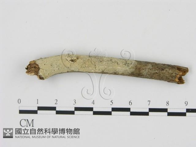 剛毛絲皮菌藏品圖，第1張