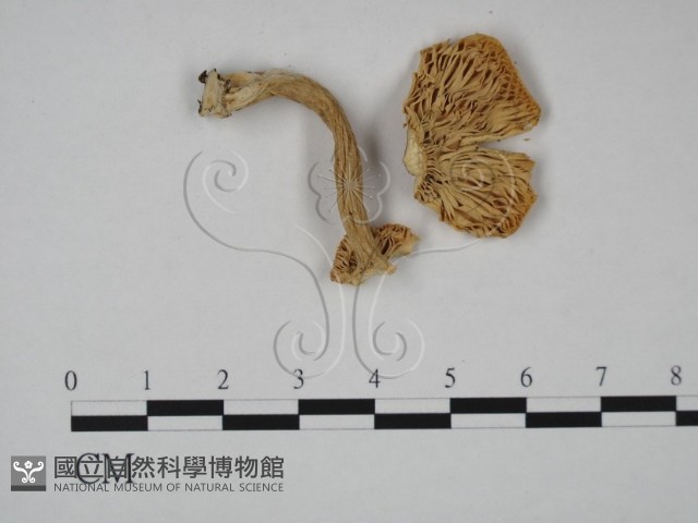 登錄號:F0016437藏品圖，第3張