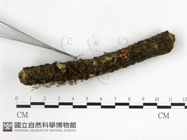 登錄號:F0001437藏品圖，第3張