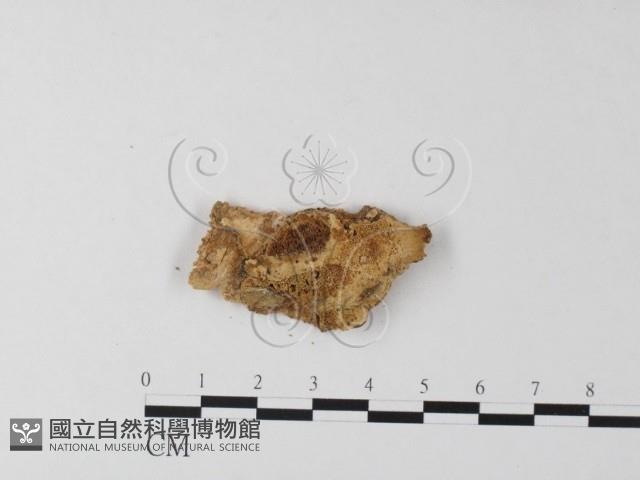 登錄號:F0011437藏品圖，第1張