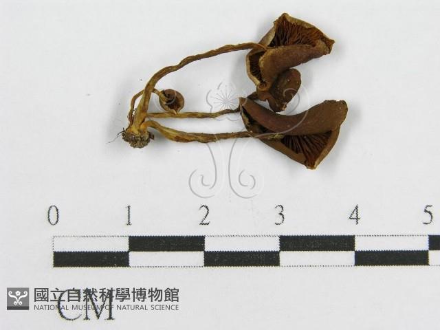 登錄號:F0014437藏品圖，第3張