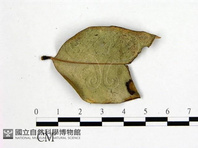 登錄號:F0022437藏品圖，第3張