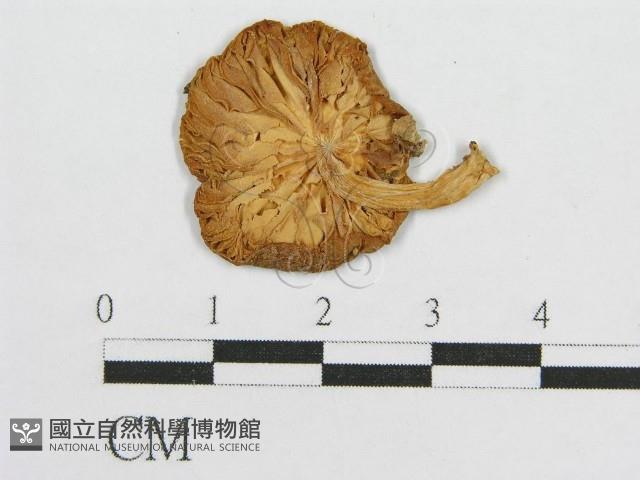 登錄號:F0012437藏品圖，第3張