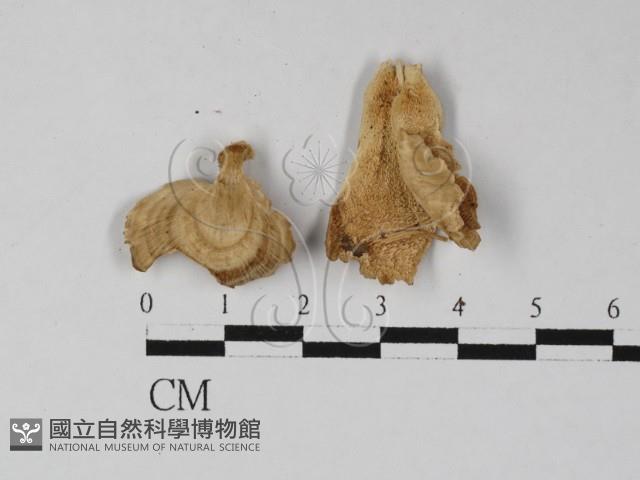 登錄號:F0027437藏品圖，第3張