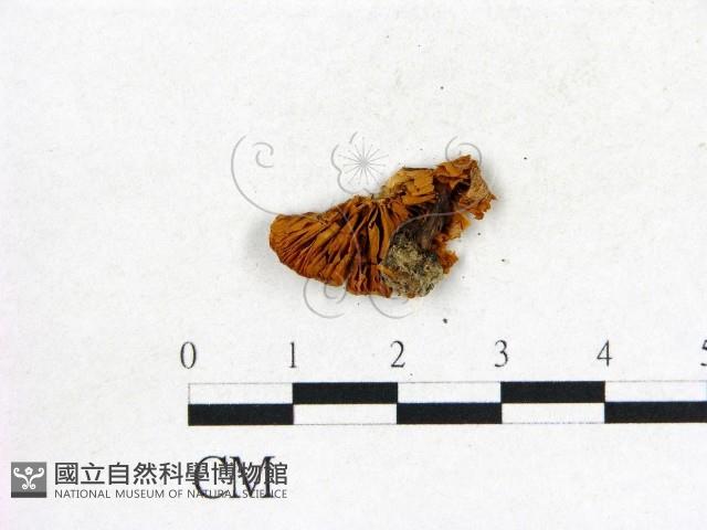 登錄號:F0007437藏品圖，第3張