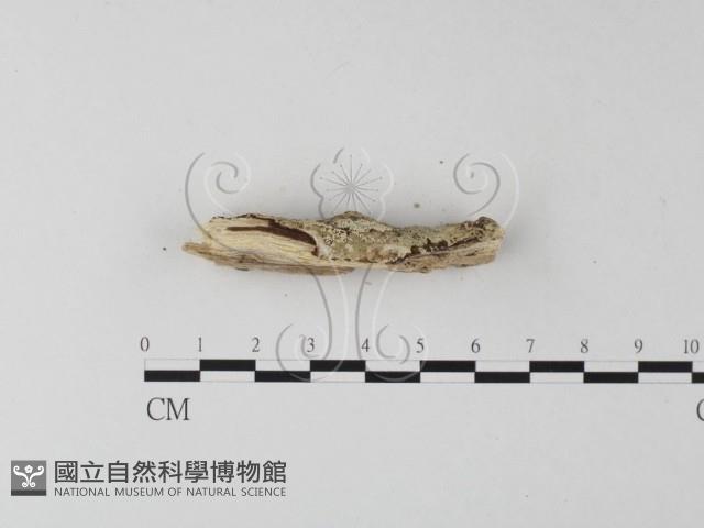 登錄號:F0025437藏品圖，第3張
