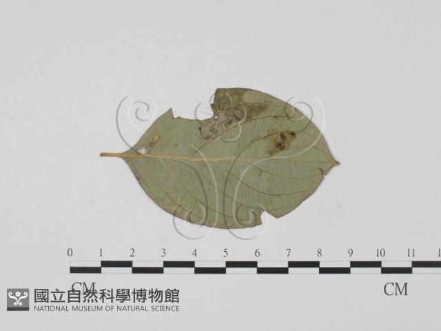 登錄號:F0019437藏品圖，第3張