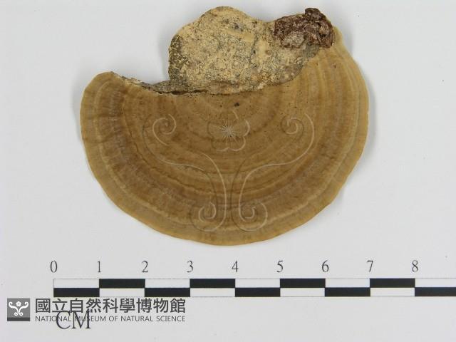 登錄號:F0008737藏品圖，第3張