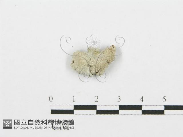 裂褶菌藏品圖，第3張