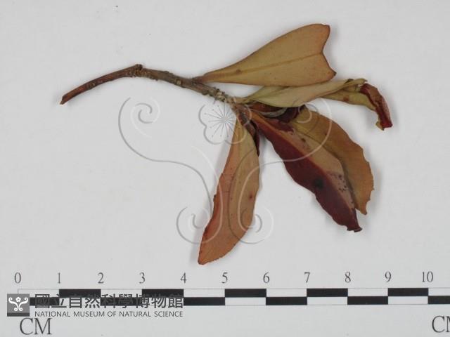 登錄號:F0020737藏品圖，第3張