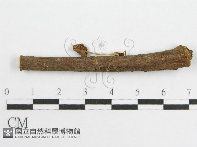 微皮傘屬藏品圖，第4張