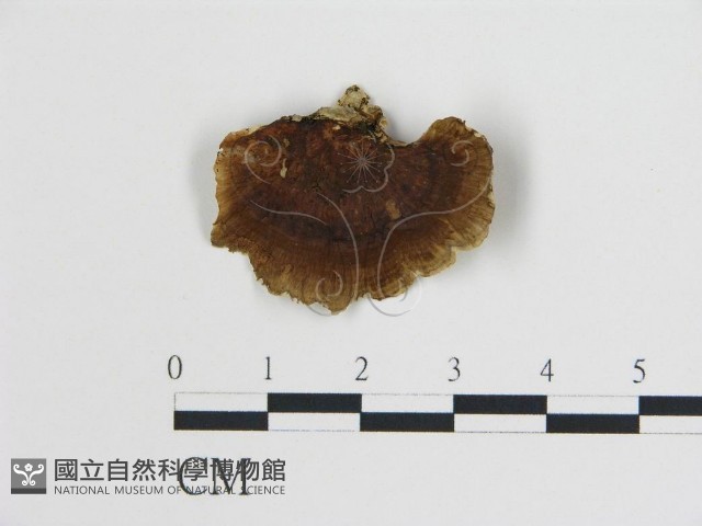 登錄號:F0006737藏品圖，第3張