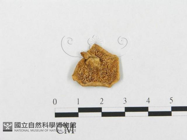登錄號:F0016737藏品圖，第3張