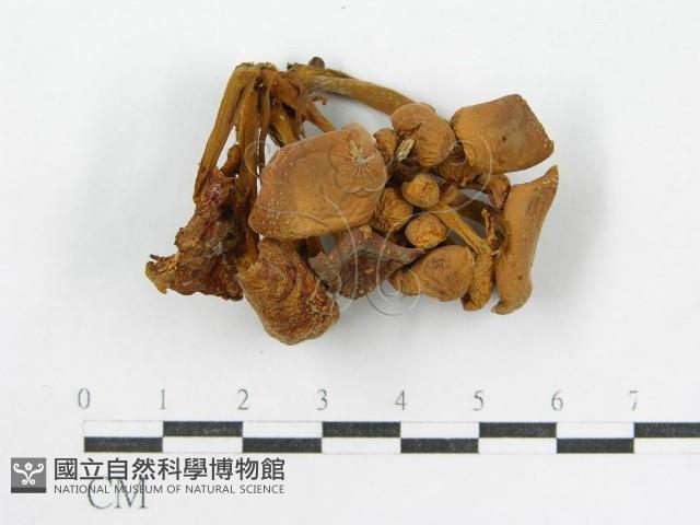 登錄號:F0001737藏品圖，第3張