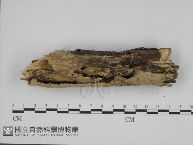 射脈菌屬藏品圖，第3張