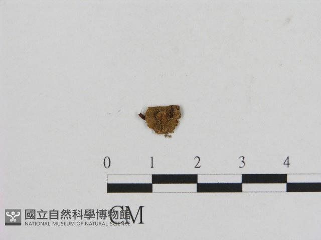 登錄號:F0004737藏品圖，第3張