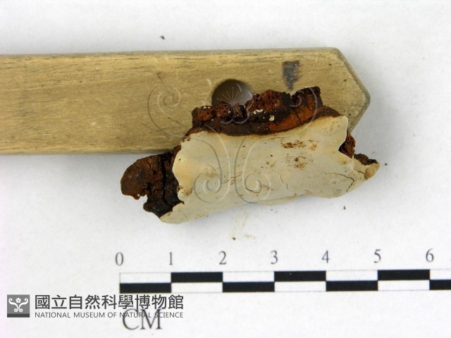 登錄號:F0022737藏品圖，第3張