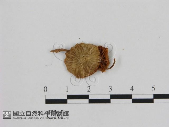 小皮傘屬藏品圖，第3張