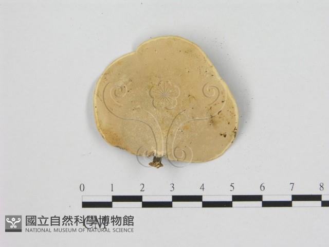 小孔菌屬藏品圖，第3張