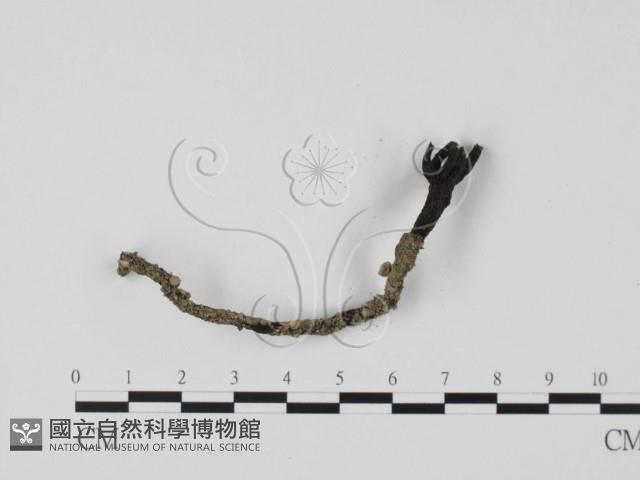 登錄號:F0025737藏品圖，第3張
