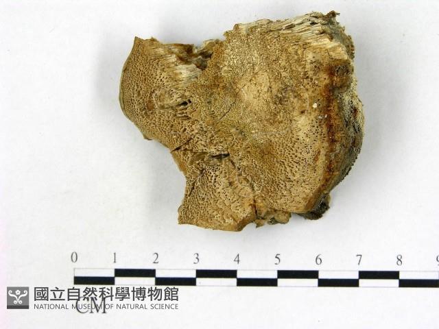 登錄號:F0015737藏品圖，第3張