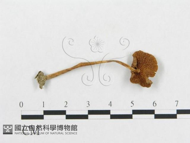 登錄號:F0009737藏品圖，第3張