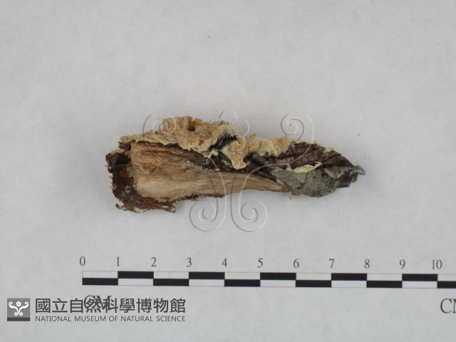 登錄號:F0023737藏品圖，第3張