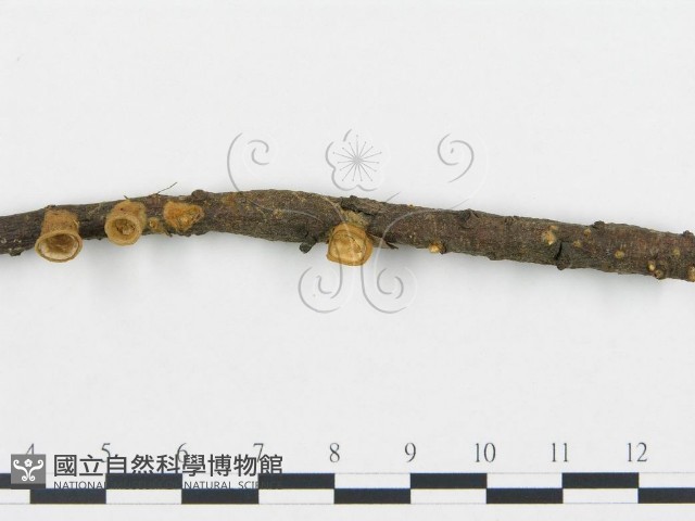 登錄號:F0003737藏品圖，第3張