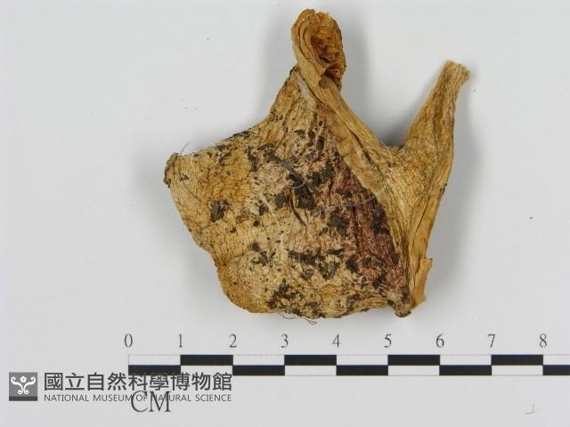 登錄號:F0013737藏品圖，第3張