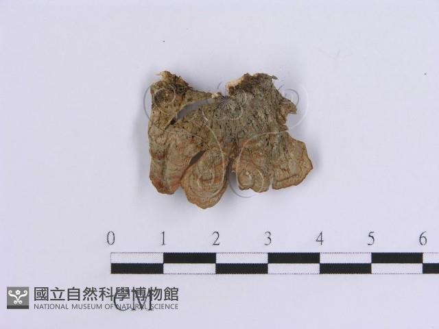 韌革菌屬藏品圖，第3張