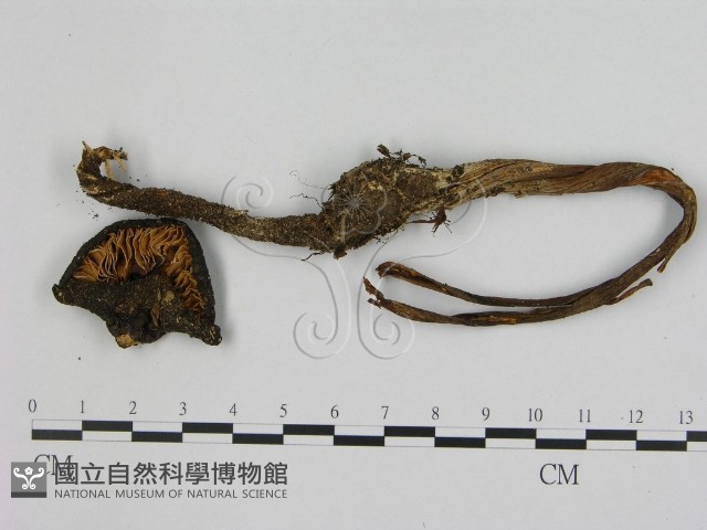 登錄號:F0016537藏品圖，第3張