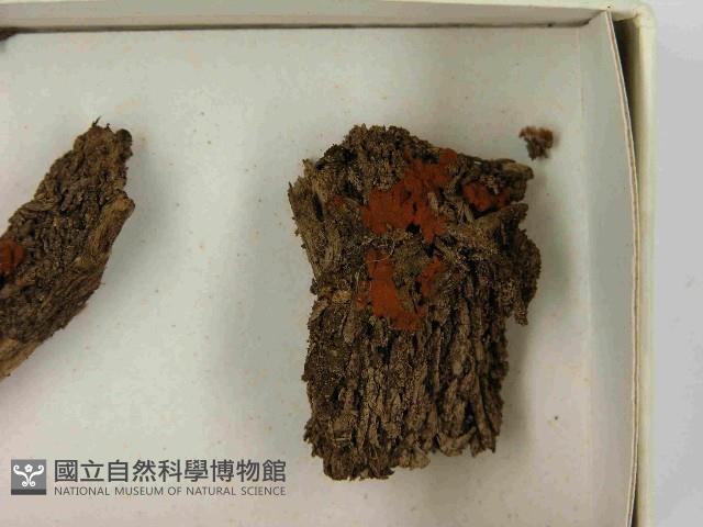登錄號:F0021537藏品圖，第3張