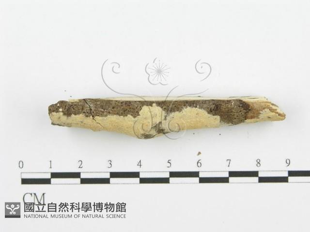 齒耳菌屬藏品圖，第3張