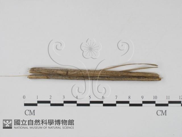 登錄號:F0011537藏品圖，第3張