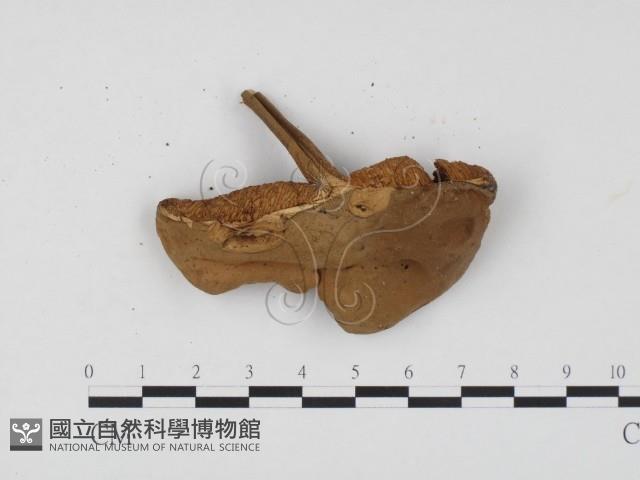 登錄號:F0024537藏品圖，第3張