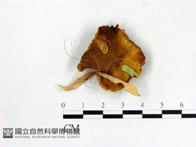 登錄號:F0004537藏品圖，第3張