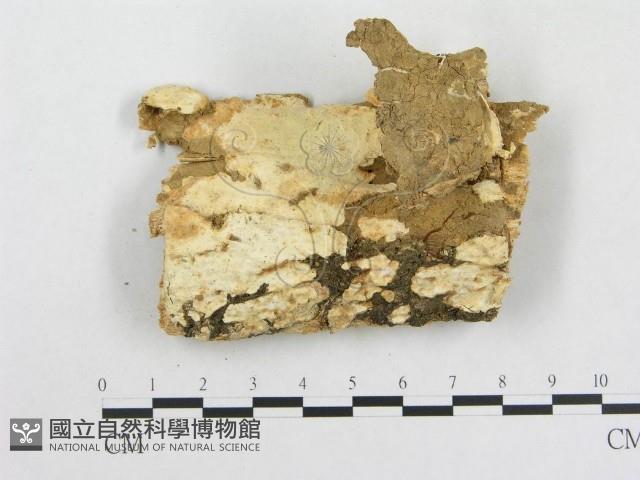 登錄號:F0002537藏品圖，第3張