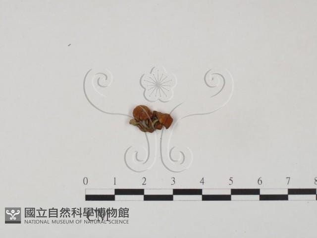登錄號:F0012537藏品圖，第3張