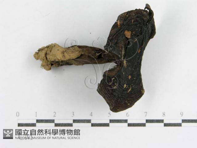 登錄號:F0005537藏品圖，第3張