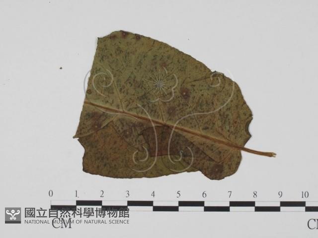 登錄號:F0019537藏品圖，第3張