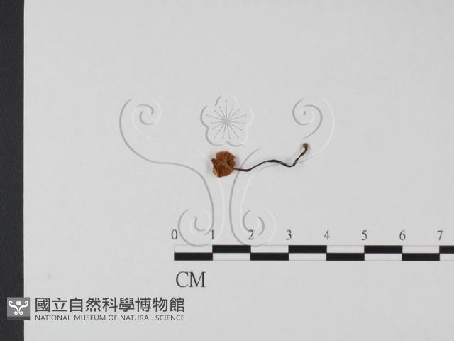 登錄號:F0023537藏品圖，第3張