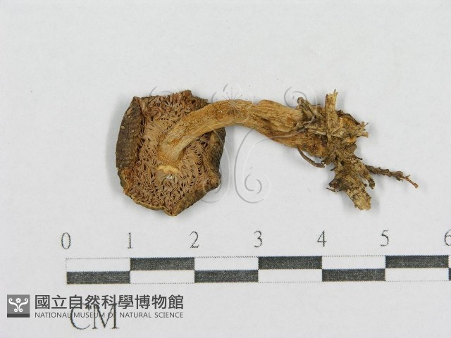 紅菇屬藏品圖，第3張