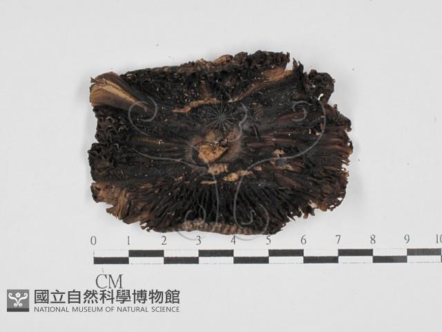 登錄號:F0028137藏品圖，第3張