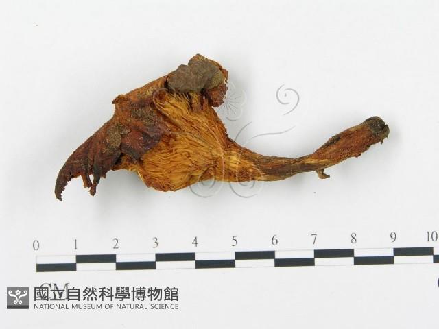 杯傘屬藏品圖，第3張