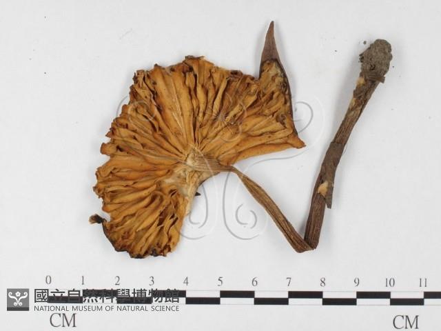 登錄號:F0026137藏品圖，第3張