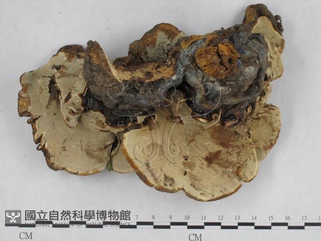 登錄號:F0016137藏品圖，第3張